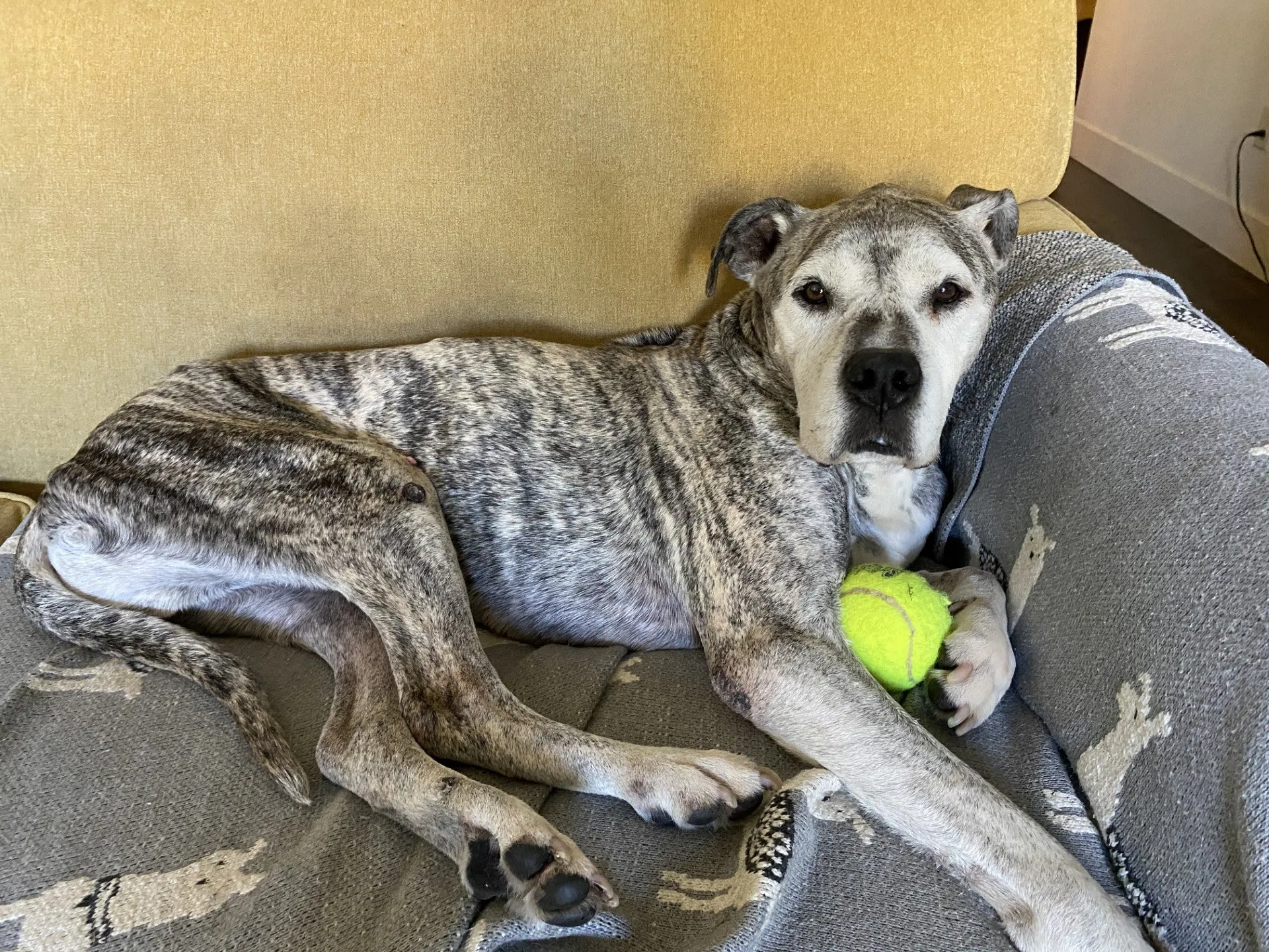 Dog Senior Care